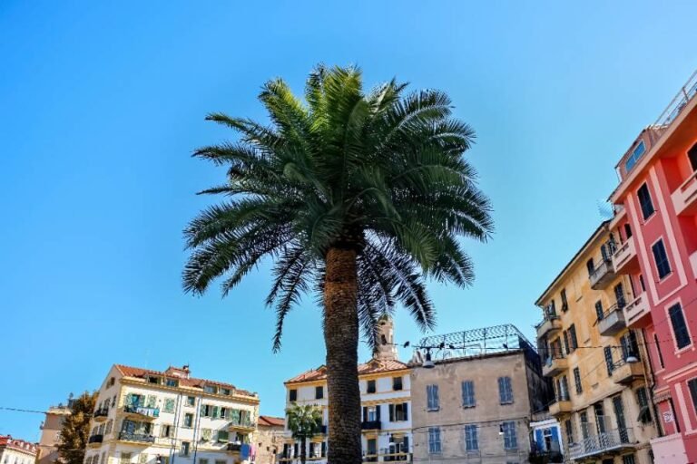 Villages à Découvrir Près de Cannes